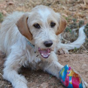 Μελένιος – Melenios