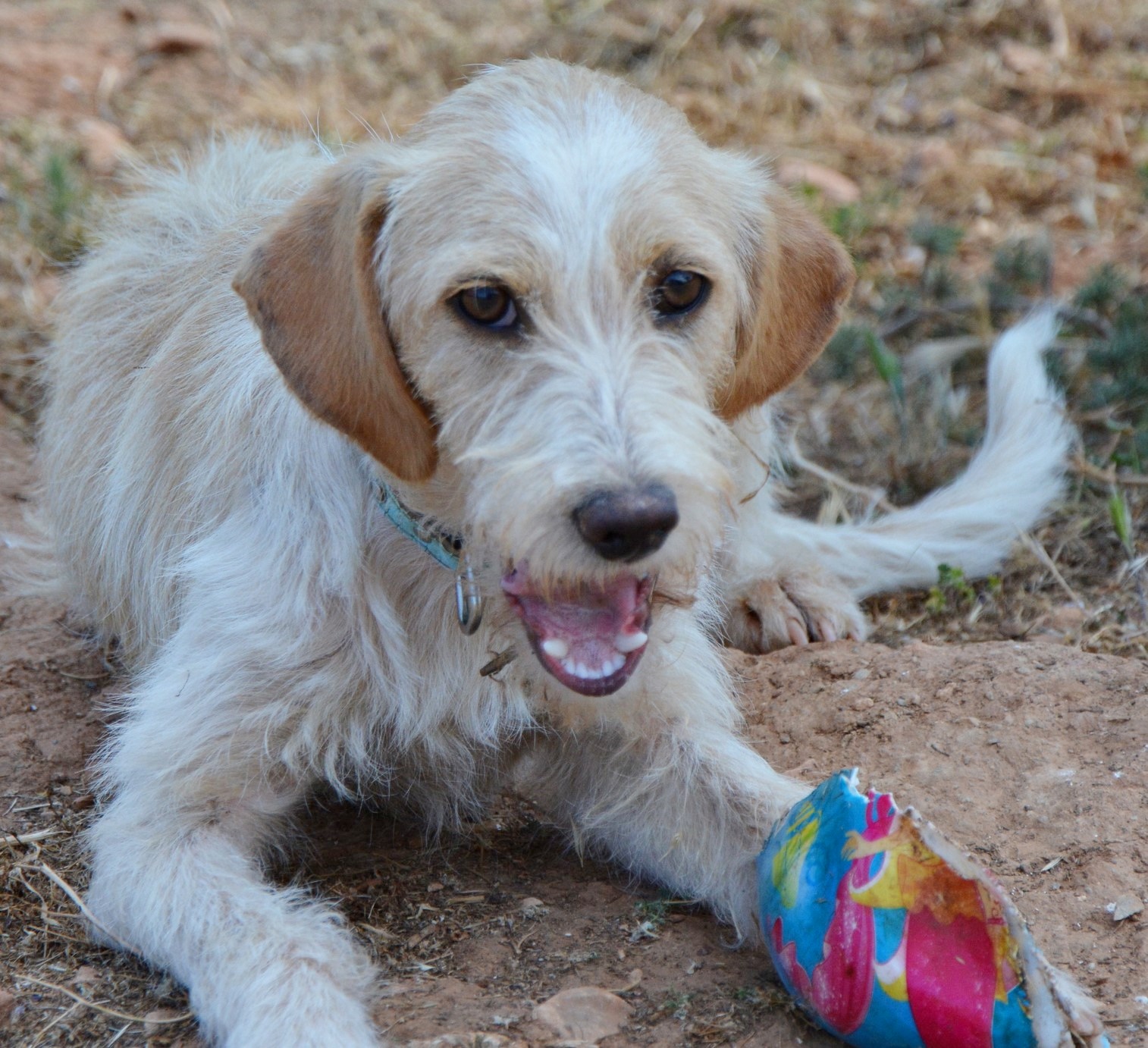 You are currently viewing Μελένιος – Melenios