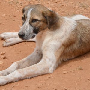 Φίλλις – Phyllis