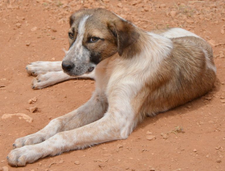 Read more about the article Φίλλις – Phyllis