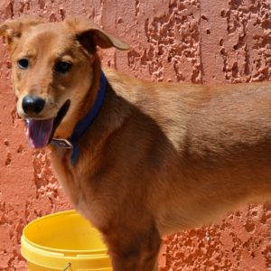 Ρούμπεν – Ruben