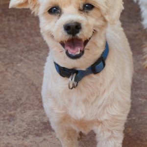 Σίγκυ – Siggy