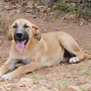 Τέρρι – Terri