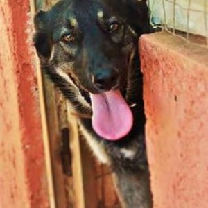 Άντμιραλ – Admiral