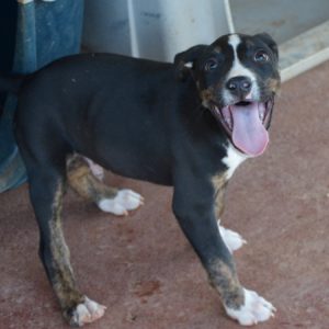 Φίφης –  Fifis