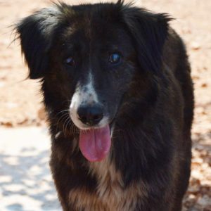 Μπρέντα – Brenda