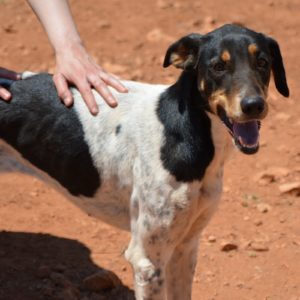 Μπαχάρ – Bahar