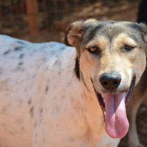 Μάμα Τσέρες – Mama Cerres