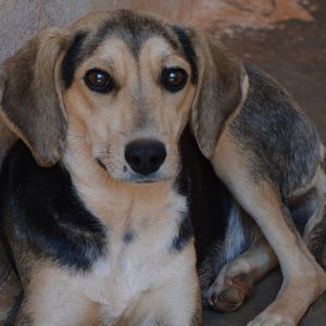 Φελίσιτι – Felicity