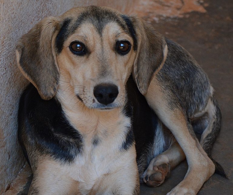 Read more about the article Φελίσιτι – Felicity