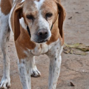 Γουάναμπι – Wannabe