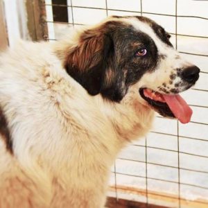 Διώνη – Dione