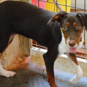 Έιπριλ – April