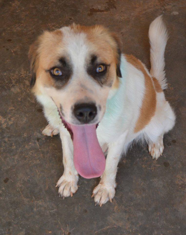 Read more about the article Ίλια – Ilya