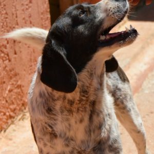 Γκίλιαν – Gillian