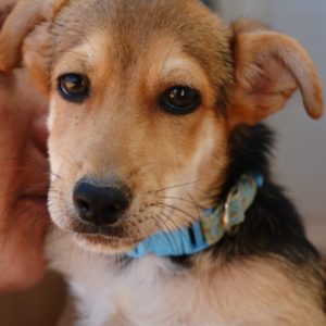 Πίπιν – Pippin