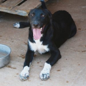 Πράιμους – Primus