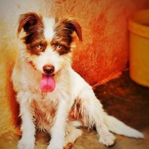 Κίρκη – Kirki