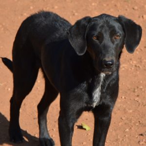 Έιντζελ – Angel