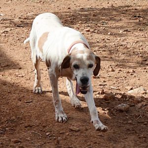 Φέργκους – Fergus