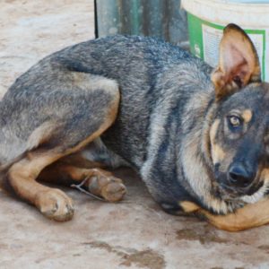 Γκίγκι – Gigi