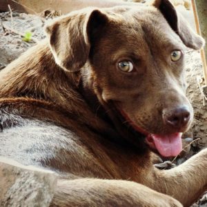 Τζοκόντα – Gioconda