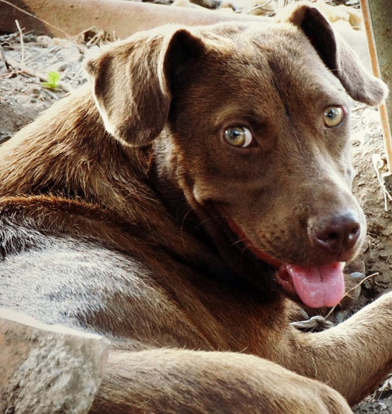 Read more about the article Τζοκόντα – Gioconda