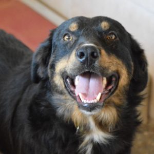 Μίστερ Ντίγκλ – Mr. Diggle