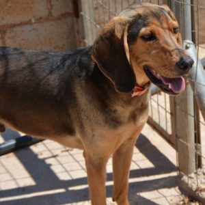 Παρασκευάς – Paraskevas