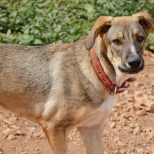 Πόνγκο – Pongo