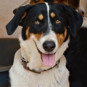 Σεχραζάτ – Sehrazat