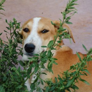 Σπίριτ – Spirit