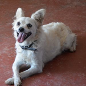 Κρέμα – Crema