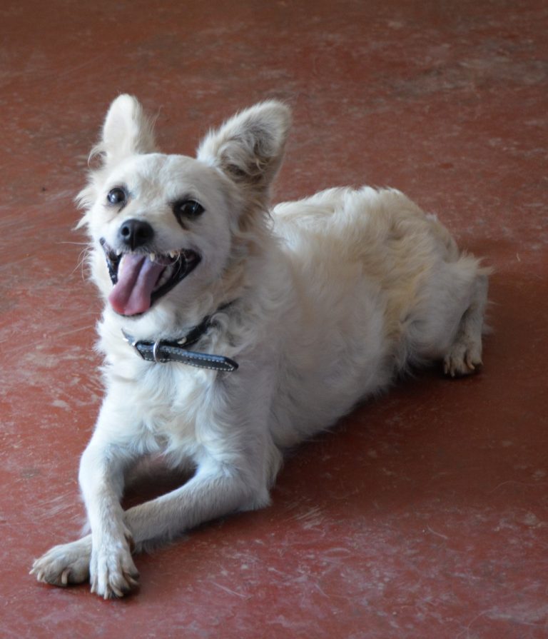 Read more about the article Κρέμα – Crema