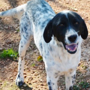 Ντάριλ – Daryl