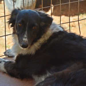 Λάικα – Laika