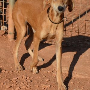 Ατλάντα – Atlanta