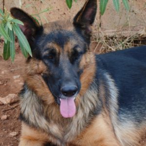 Μπύρα – Biera