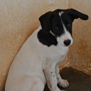 Κάσπιαν- Caspian