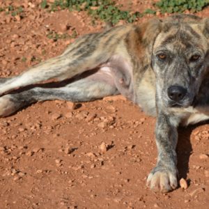 Τσάρλεστον – Charleston