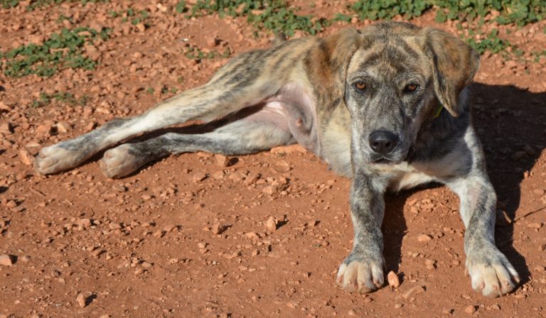 Read more about the article Τσάρλεστον – Charleston