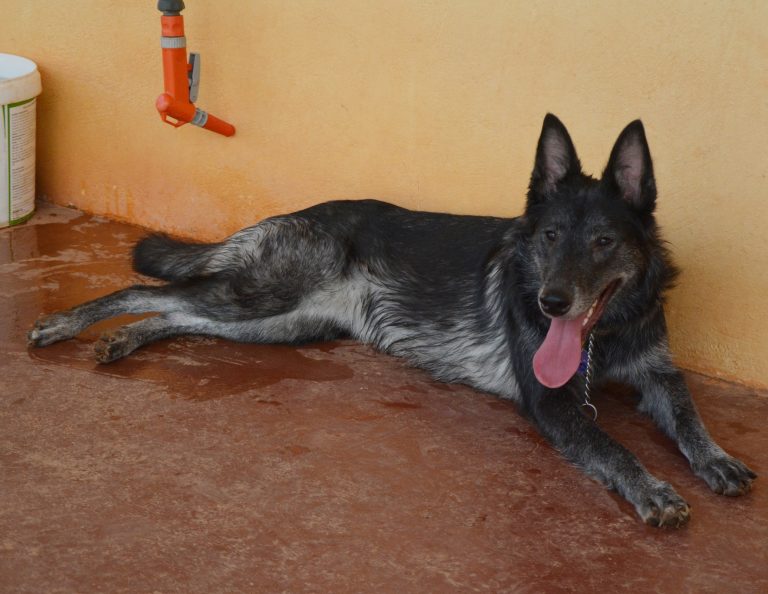 Read more about the article Γκόστ- Ghost