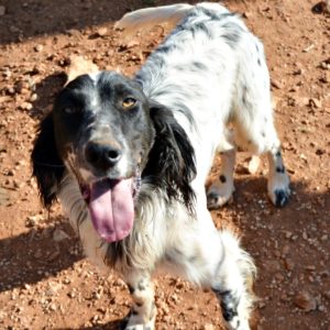 Τζέρσι – Jersey