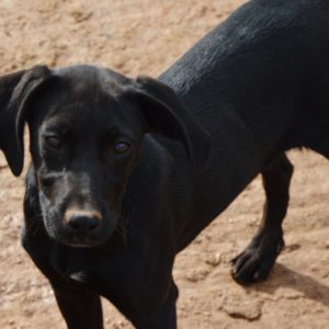 Μαριέλλα – Mariella