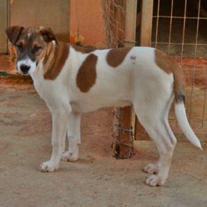 Ρόναλντ – Ronald