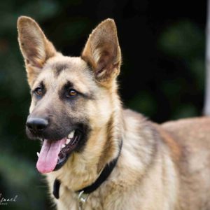 Βίτο- Vito (Mafia, Corleone)