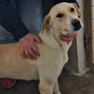 Ντόβερ – Dover