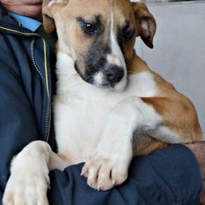 Ιντιάνα – Indiana