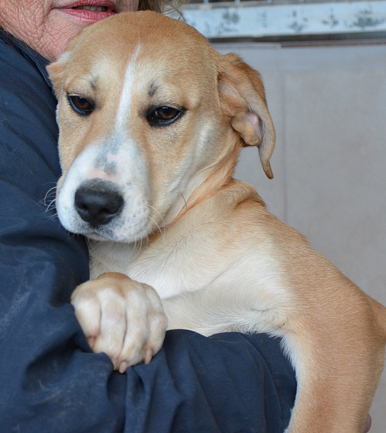 You are currently viewing Αΐόβα – Iowa