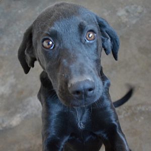 Λατόγια – Latoya